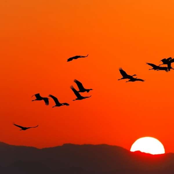 Spór w&nbsp;przestworzach o&nbsp;żurawia. Lufthansa vs LOT